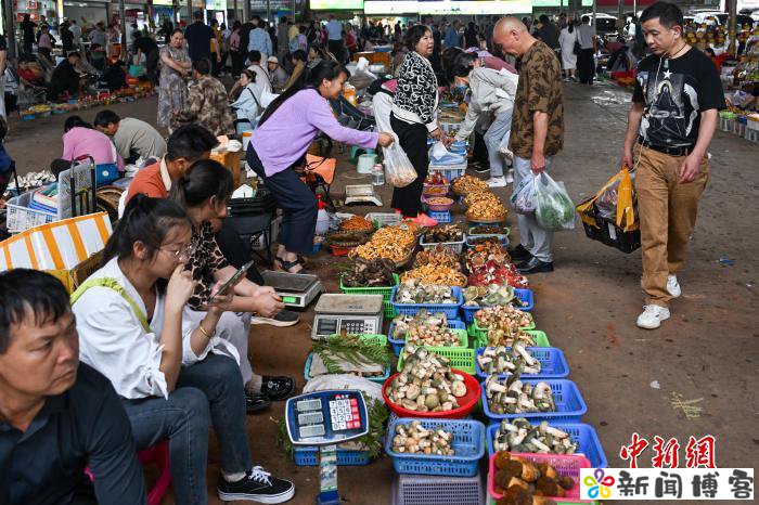 食用菌专家孙达锋:为“云南菌子”固本立标长